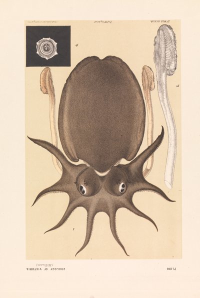 Large Melbourne Sepia or Cuttlefish, Sepia apama by John James Wild